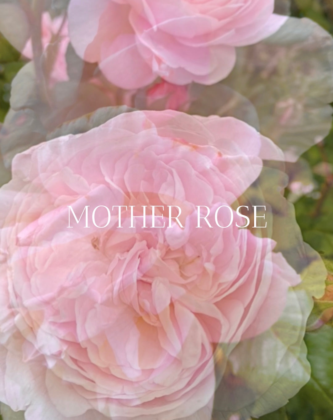 Mother Rose